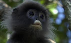 Image result for MONKEYS