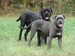 Výsledek obrázku pro cane corso