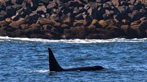 Killer whale spotted swimming up the Siuslaw River near Florence
