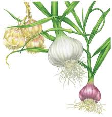 Image result for garlic