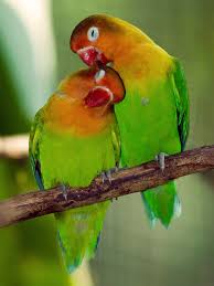 Image result for love birds