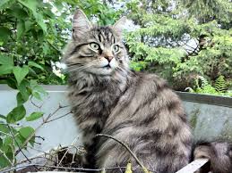 Bildergebnis für langhaar katze