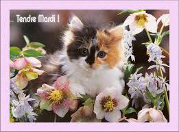 Résultat de recherche d'images pour "images gif fleurs avec des chats"