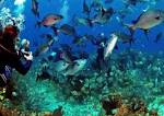 Belize city scuba