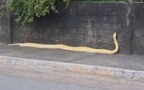 Cobra píton de mais de 3 metros filmada ‘passeando’ por rua tinha sido dada de presente ao criador, diz polícia