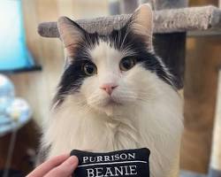 custom cat toy with a cat's photo on it%u306E%u753B%u50CF