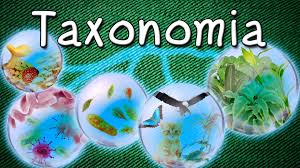 Resultado de imagen para taxonomía biológica