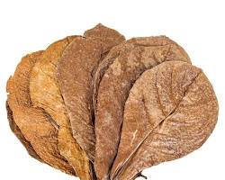 Image of Almonds and Tobacco leaves