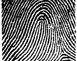 Image of Loop fingerprint pattern