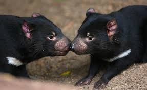 Image result for images of tasmanian devils