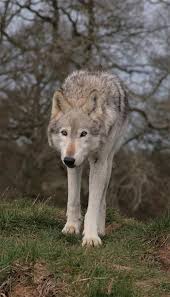 Dakota the wolf, stalking her prey. - Image \u0026amp; Photo by Pete Morgan ... - 12013141