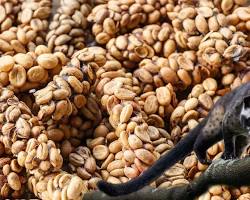 Kopi Luwak coffee beansの画像