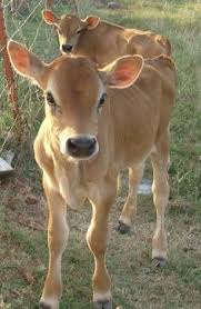 images?q=tbn:ANd9GcRBTDV8R0IB5ktWcrOJivs