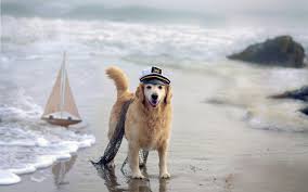 Ποιοι σκύλοι τρελαίνονται για τη θάλασσα;