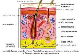 Картинки по запросу малюнки шкіра і нирки