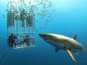 Great White Shark Diving Without a Cage: Is It Possible?