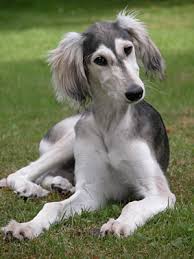 Image result for saluki