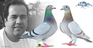 20 years looking for state of the art in pigeon sport! From early childhood, José Ledesma ... - jose-x1