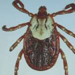  How to handle tick season in North Carolina