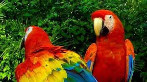 Resultado de imagen de cerro guacamaya fauna