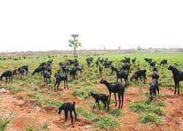 Image result for goat