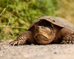 Image of snapping turtle