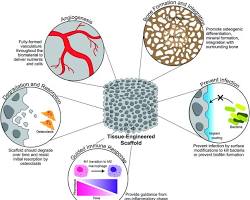 Image of tissue engineered scaffold