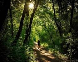 person walking through a lush forest