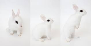 jenis kelinci dwarf hotot