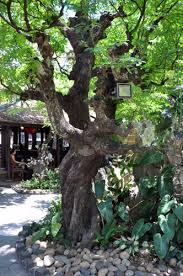 Kết quả hình ảnh cho Tra dao images