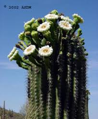 Image result for saguaro cactus