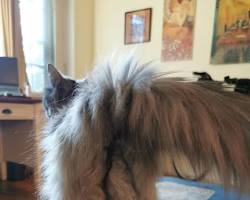 cat with matted fur around its anusの画像