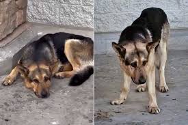 Rescuing German Shepherd Koda: A Diet Dilemma