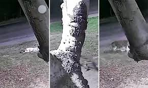 Câmera flagra onça-pintada atacando e levando cachorro para a mata em Corumbá