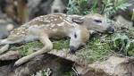  Two-headed fawn found in Minnesota forest shows rare wildlife deformity