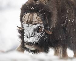صورة wildlife struggling in extreme cold Norway snow photos