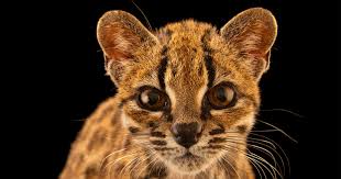 Adorable Photos of the First New Cat Species Discovered in Over a Century — PetaPixel