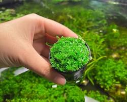glass plant terrarium Buy Tillandsia Terrarium Trio main image 0
