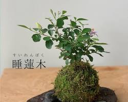 苔玉の画像