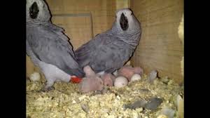 Image result for african grey parrot for sale