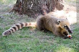 Resultado de imagen para fauna uruguaya