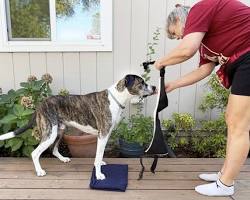 person putting a harness over a dog's headの画像