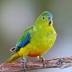 Tough breeding season for endangered Orange-bellied Parrot