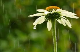 погода львів