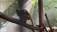Profile Picture of Happy Birthday to Sarah the squirrel monkey! | Help us wish ... - Facebookon Google
