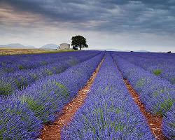 Hình ảnh về Lavender fields in AlpesdeHauteProvence