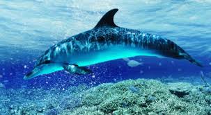 Image result for Dolphins sleep