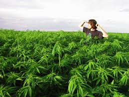 Resultado de imagen de Cocaine Legalization