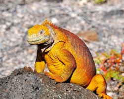 Image result for galapagos land iguana