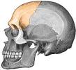 El i con cmara frontal y ms definicin, desde 1dlares